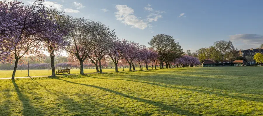 The Meadows park in full cheery bloom