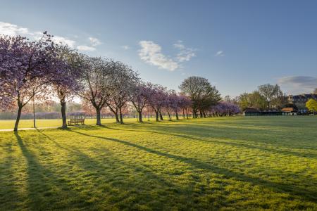 The Meadows park in full cheery bloom